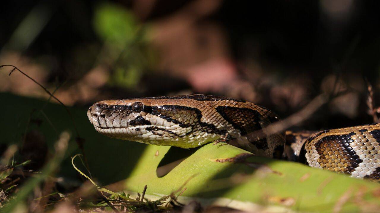 How does testosterone change before Burmese python breeding<br>