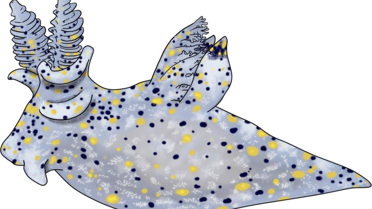 A tiny sea slug with a distinctive appearance