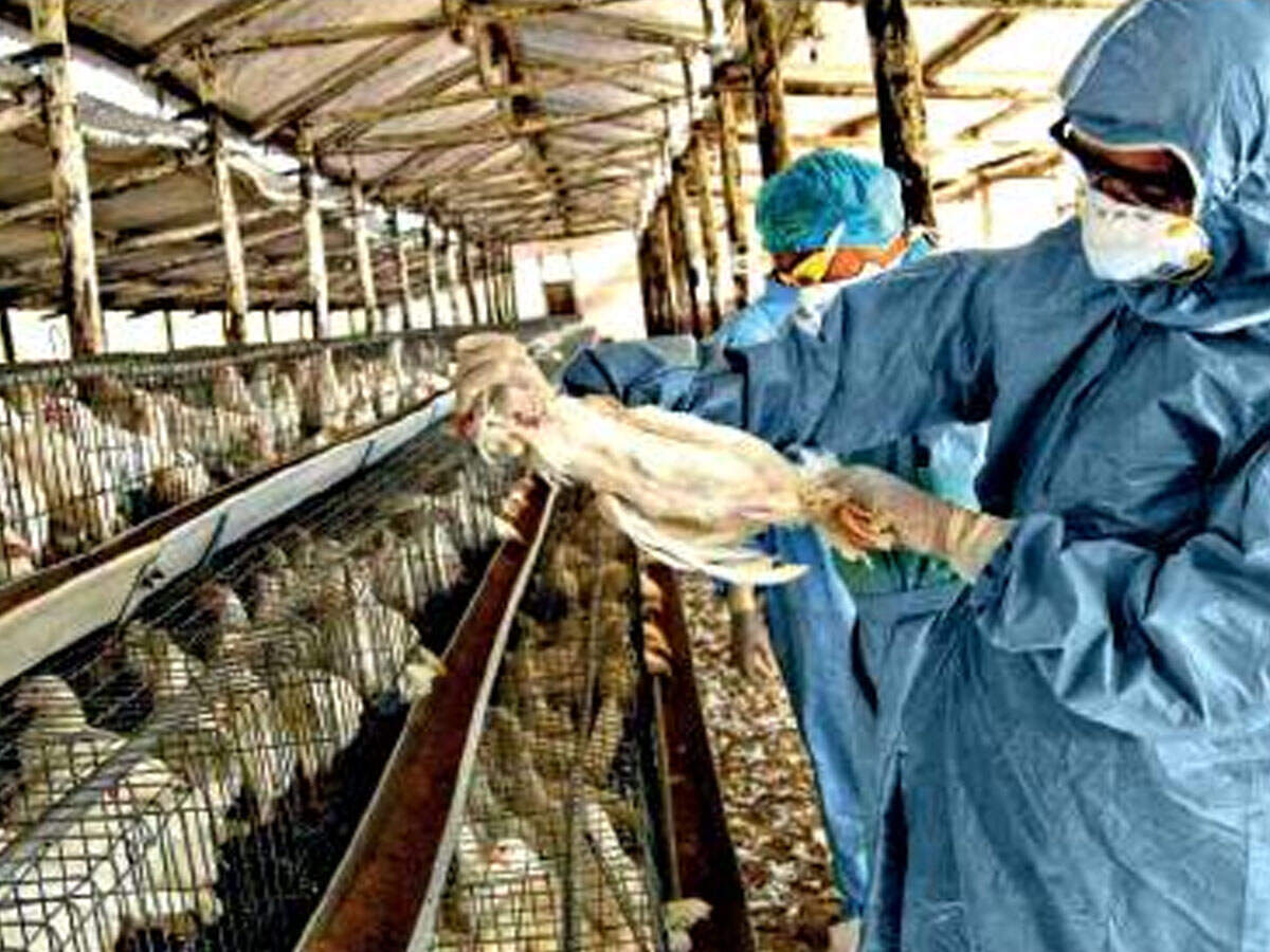 Bird flu 836 more birds found dead in Maharashtra, state govt starts