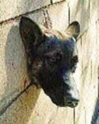 Puppy who got head stuck in hole in wall rescued
