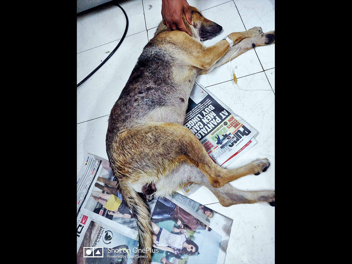 Dog tied, beaten up by a man in Pimpri