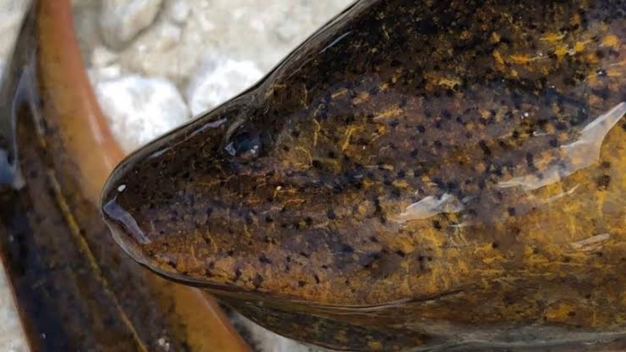 How Asian swamp eels quietly spread across Florida’s waterways