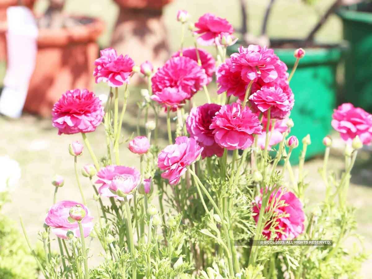 As per officials, the 52 varieties of plants have been chosen keeping in mind their aesthetic value (Picture for representational purpose only)