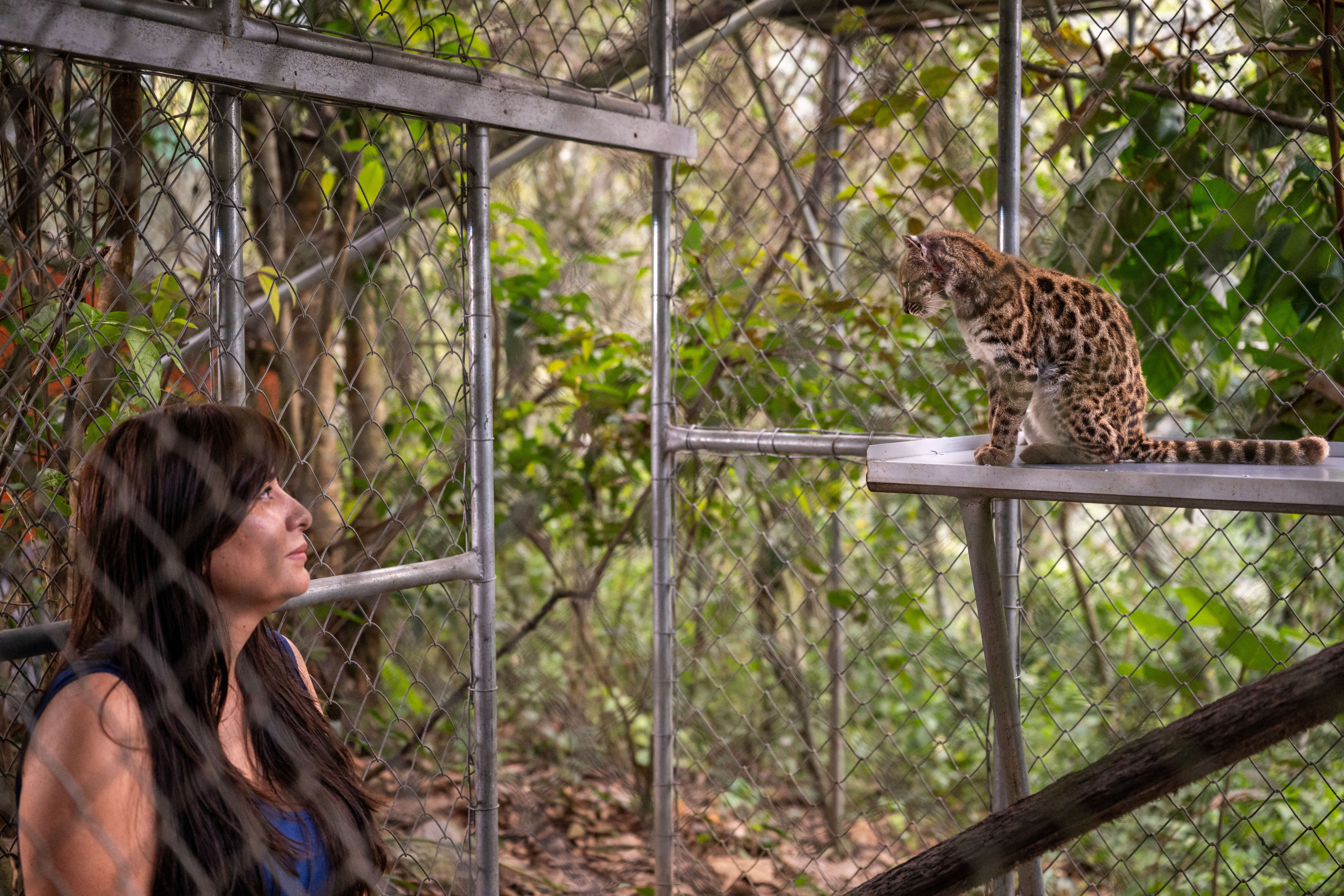 Meet Tilcayo: The tiny wild cat discovered in Bolivia's cloud forests after more than a century