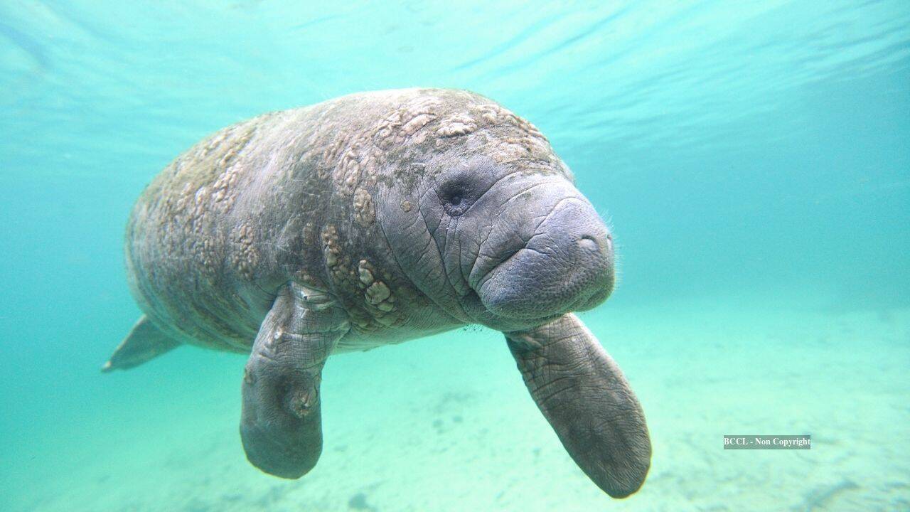 manatees
