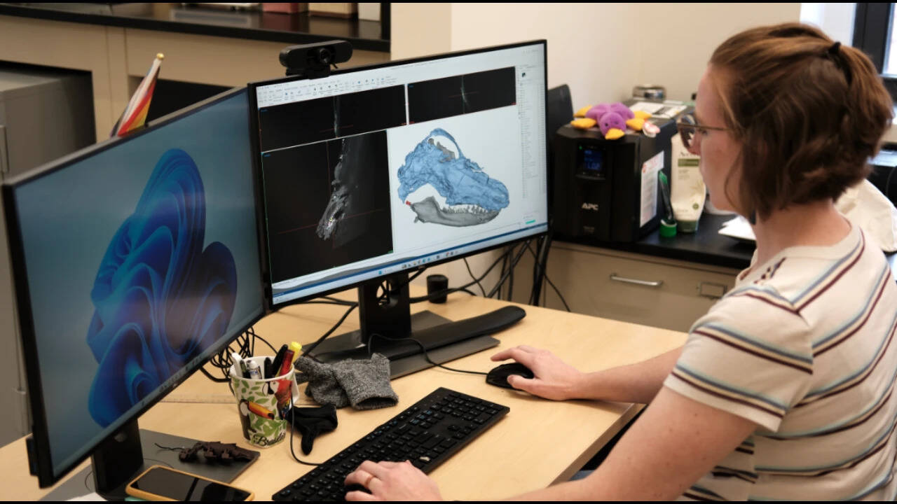 Neander looks at CT images of Megacauda.<br>