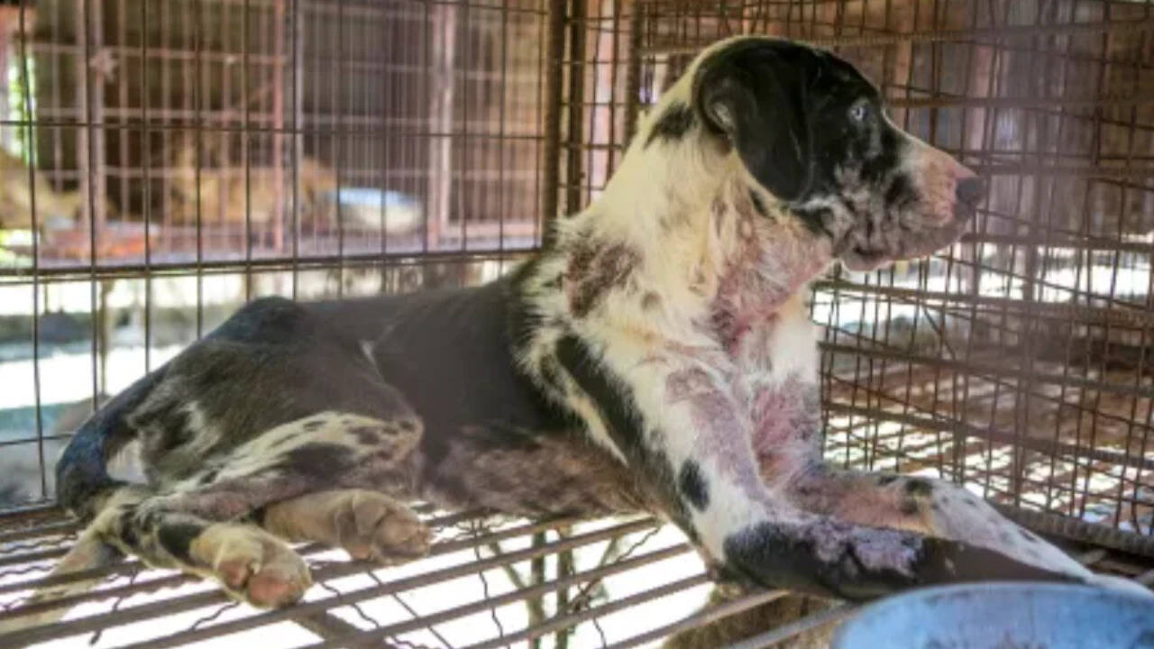 A dog in the Korean shelter waiting to be rescued (Photo: Humane world)