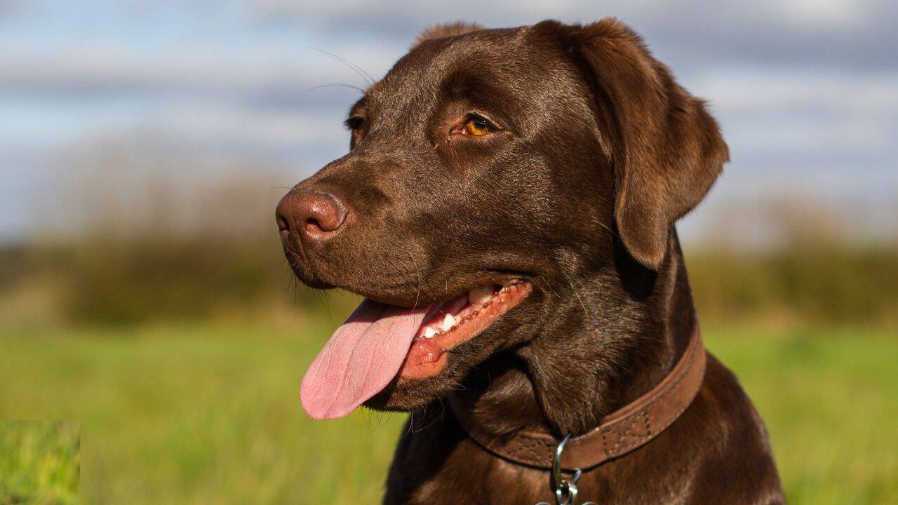 How one dog could help protect marine ecosystems