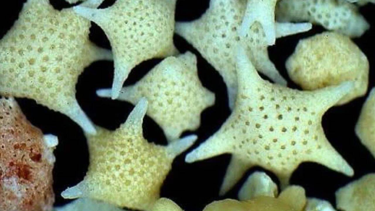 Star Sand