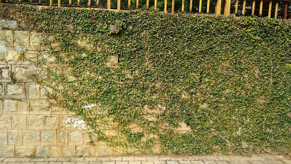 The greenskeeper The Creeping Fig