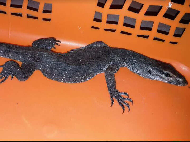 monitor lizard in Bhandup Ignorant locals cut off tail tip of monitor