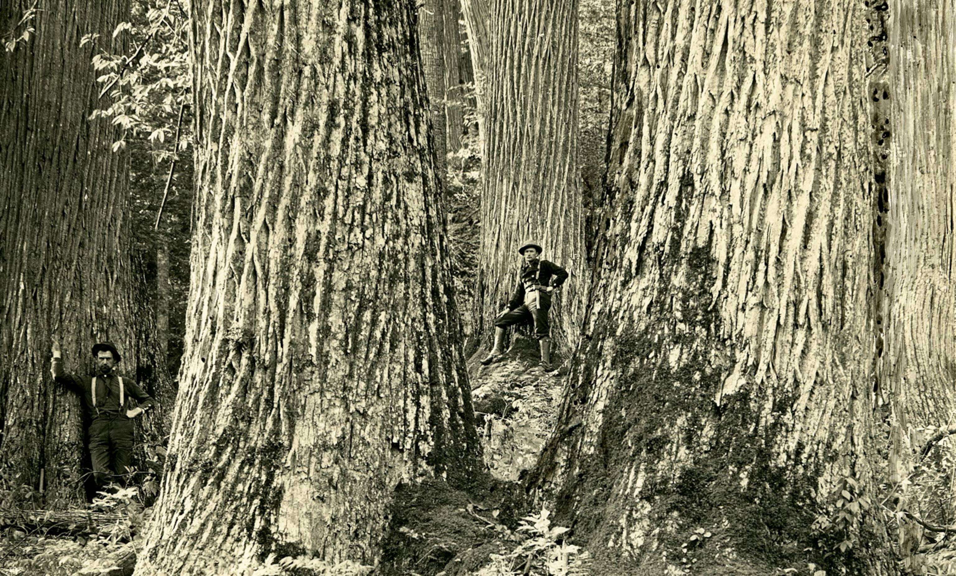 ​Nearly 4 billion American chestnut trees were killed by the devastating blight that spread across North America.