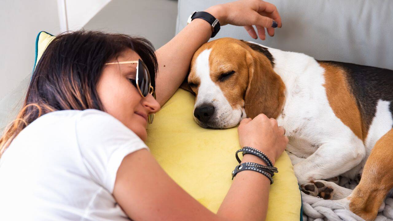 Why sleeping beside a pet can feel comforting<br>