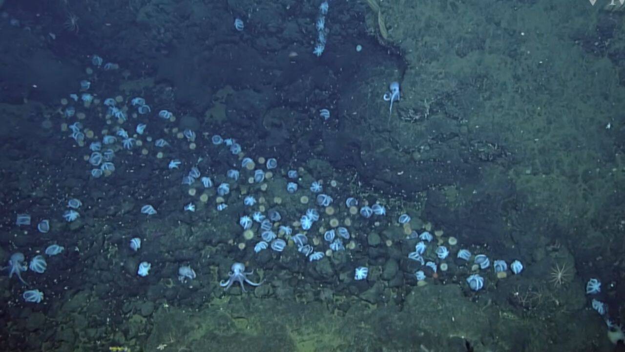 The Octopus Garden<br><br>