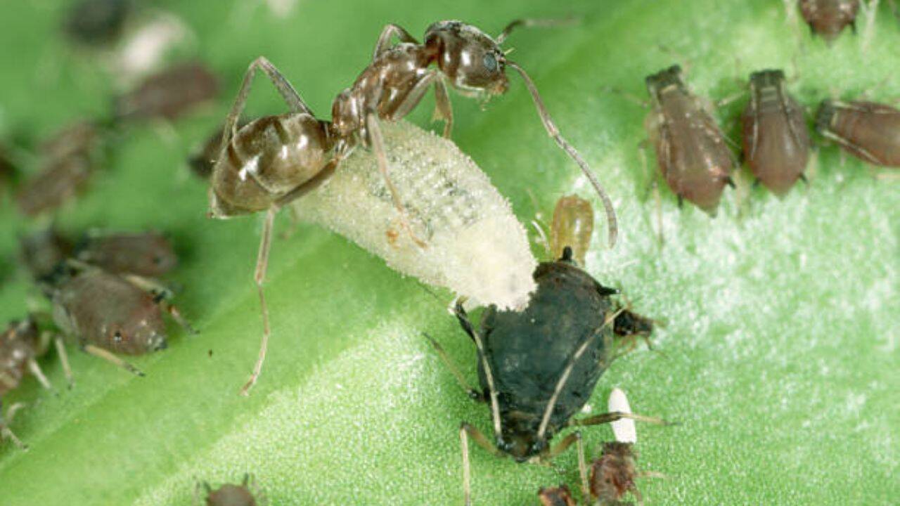 Argentine ants displace larger native species, changing the menu for animals such as the coast horned lizard, which depends heavily on native ants Food loss for native wildlife<br><br>