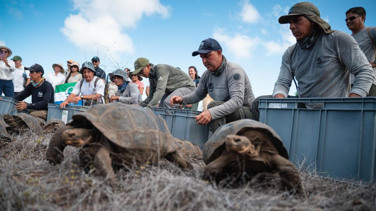 Floreana's giant tortoise disappeared in the 1850s<br>