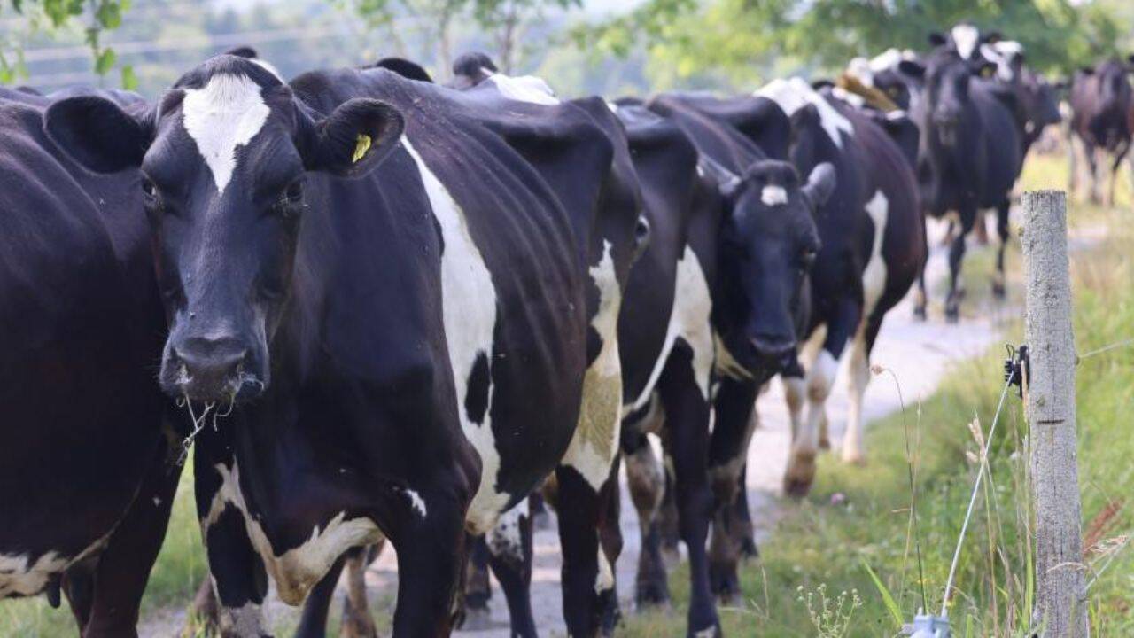 The journey of 100-acre Vermont dairy farm began with 14 cows