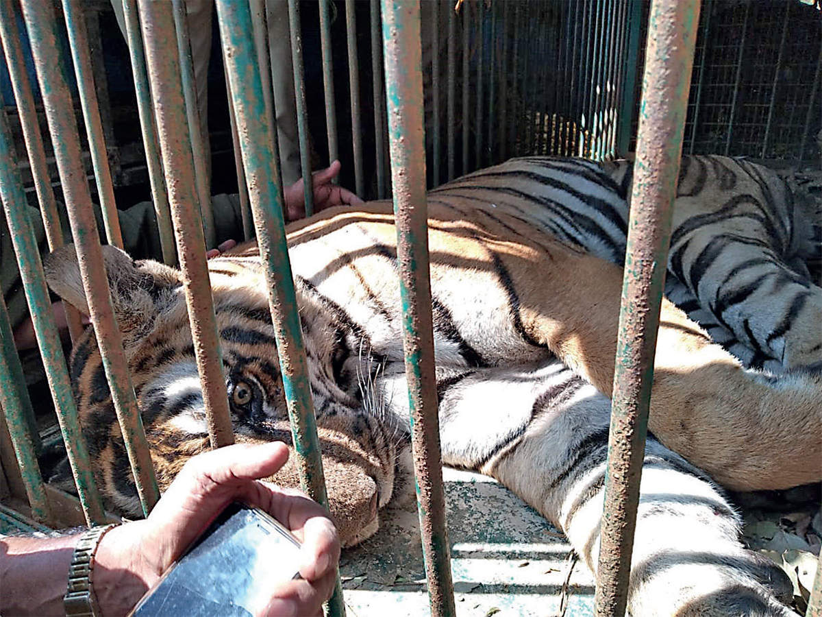 Karnataka: ‘Killer’ Tiger caged