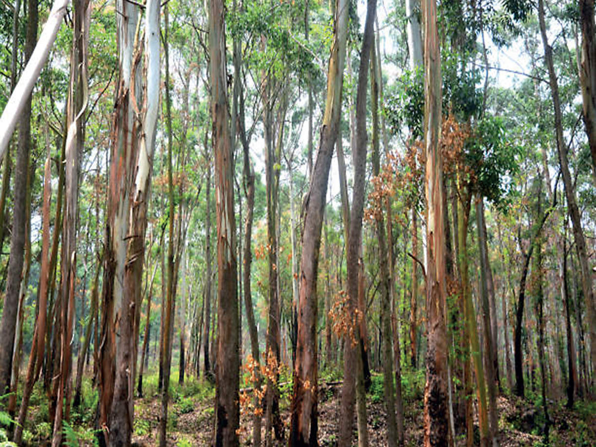 Дикий австралийский эвкалиптовый лес