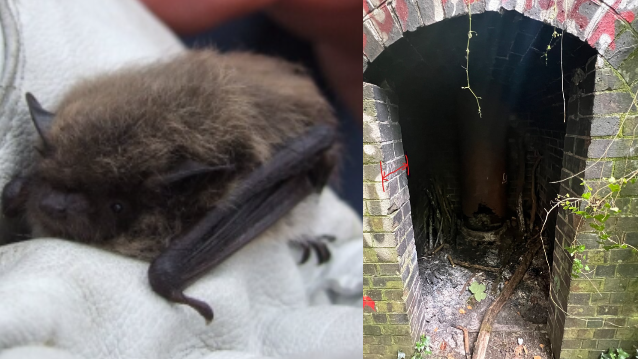 A whiskered bat (Image: National Highways)