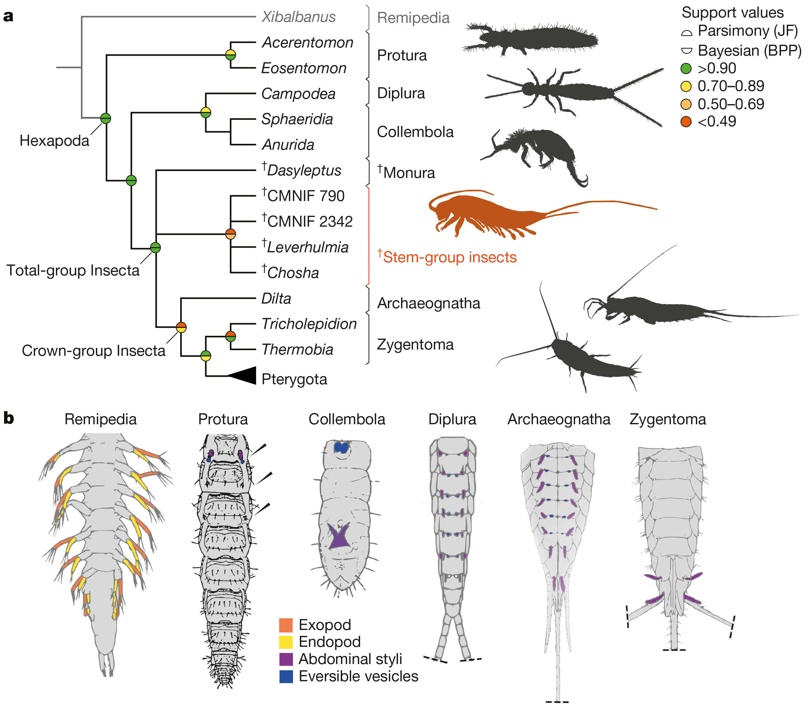 Phylogeny of early hexapods and the evolution of key morphological traits