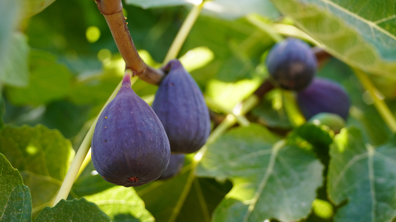 Ficus sundaica, accounted for 22 per cent of all trees and 67 per cent of all figs (Image: Canva)