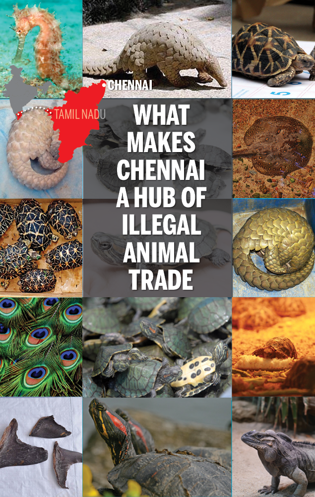 What makes Chennai a hub of illegal animal trade | India News - Times of  India