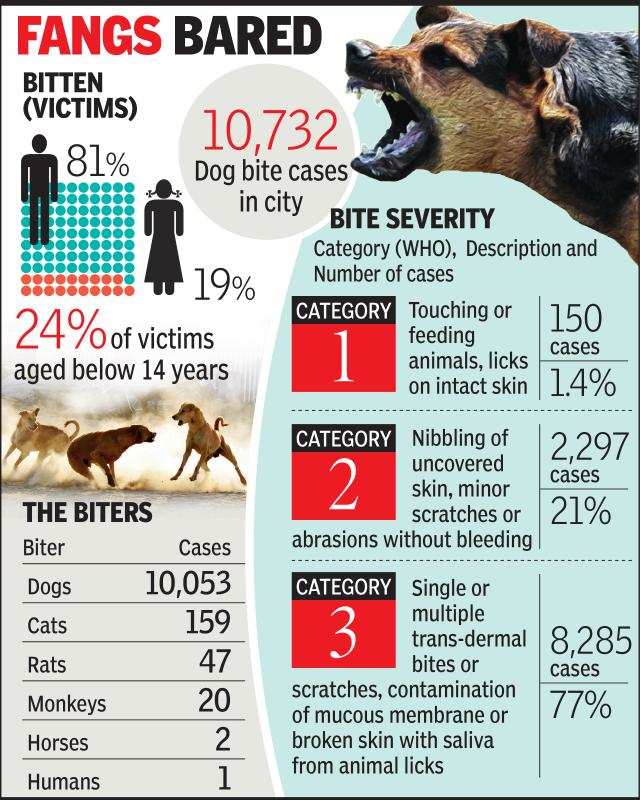 Ahmedabad 77 Of Dog Bites Leave Serious Wounds Ahmedabad News Times Of India