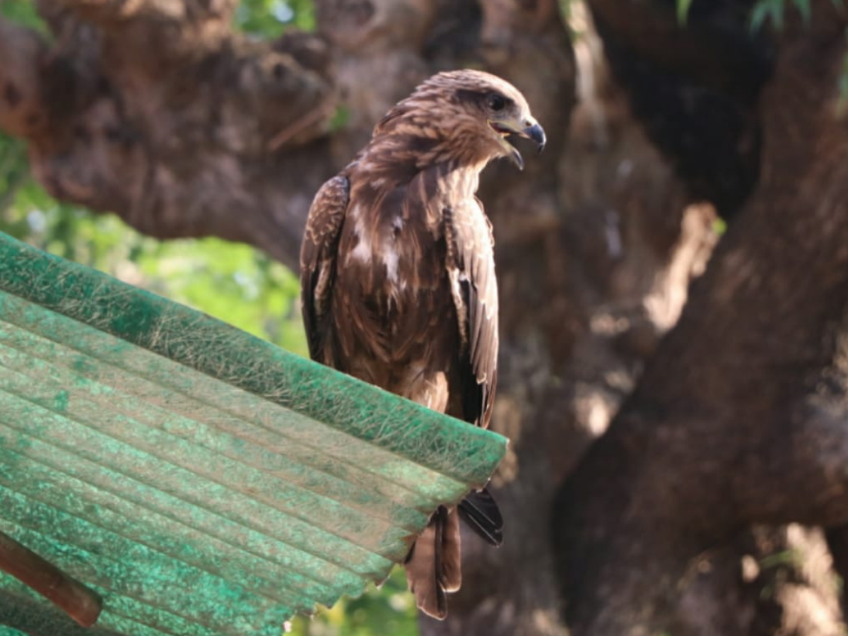 Indian kite rescued in 2018 back to say thanks Mumbai News Times of
