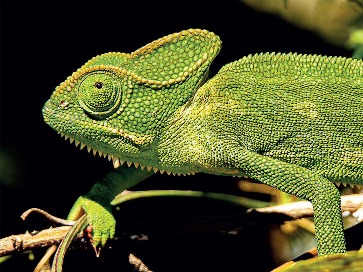 Млекопитающее зеленого цвета. Бородавчатый хамелеон. Хамелеон Мексика. Хамелеон ауглефар.