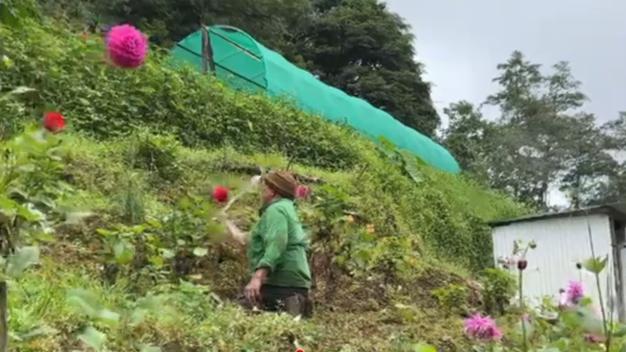 Meet 38-year-old Vesalu Puro from Nagaland who started growing flowers ...