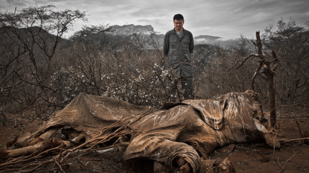 What Yao saw in Africa turned a wildlife campaign into a deeply personal cause<br>