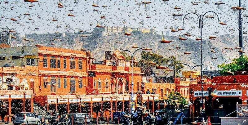 Thousands of locusts were seen over Jaipur on Monday