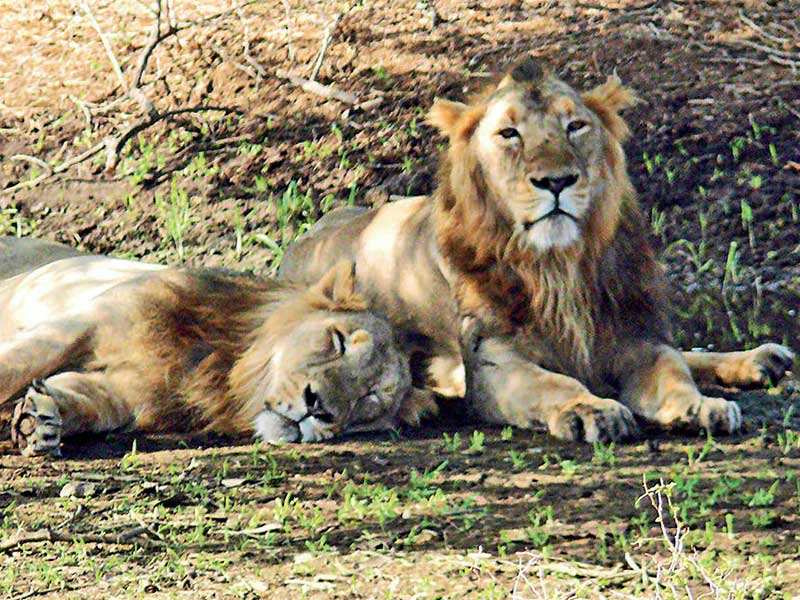 wildlife: Savarkundla lion deaths: Dept suspends tracker