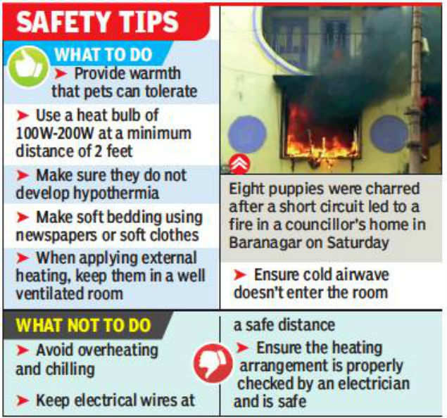 Never Use Room Heaters To Keep Pups Warm Experts Kolkata News Times Of India