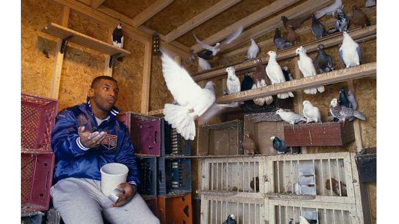 Mike Tyson's connection with pigeons began in Brooklyn<br>