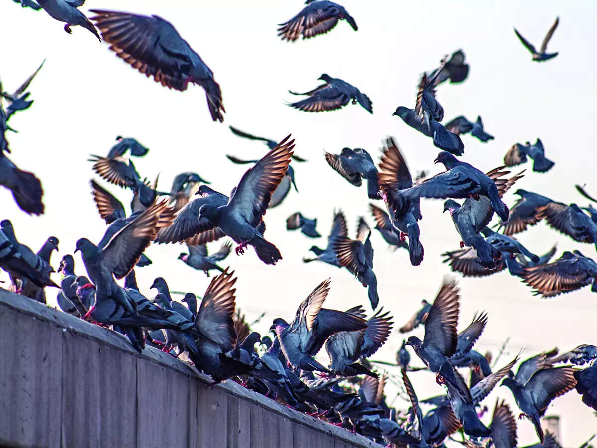 Birds of Lung Disease Flock Together - Bangalore Mirror