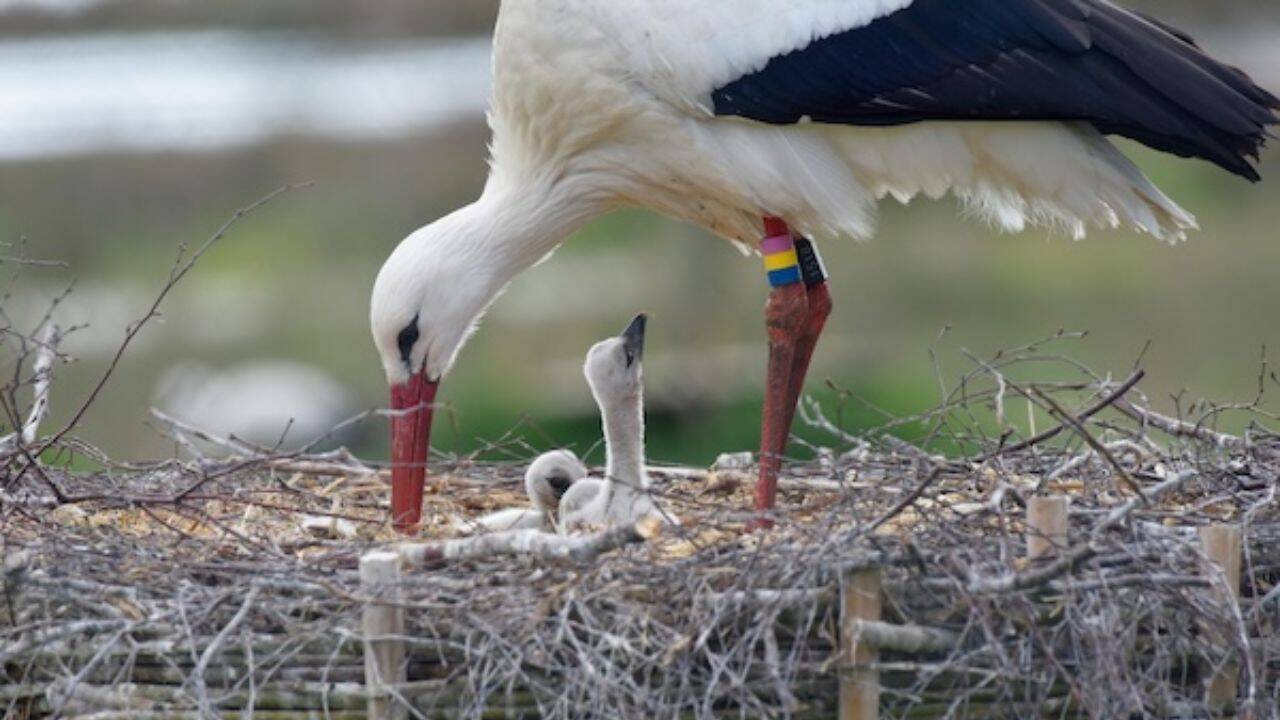 Can a captive-bred population become truly wild again