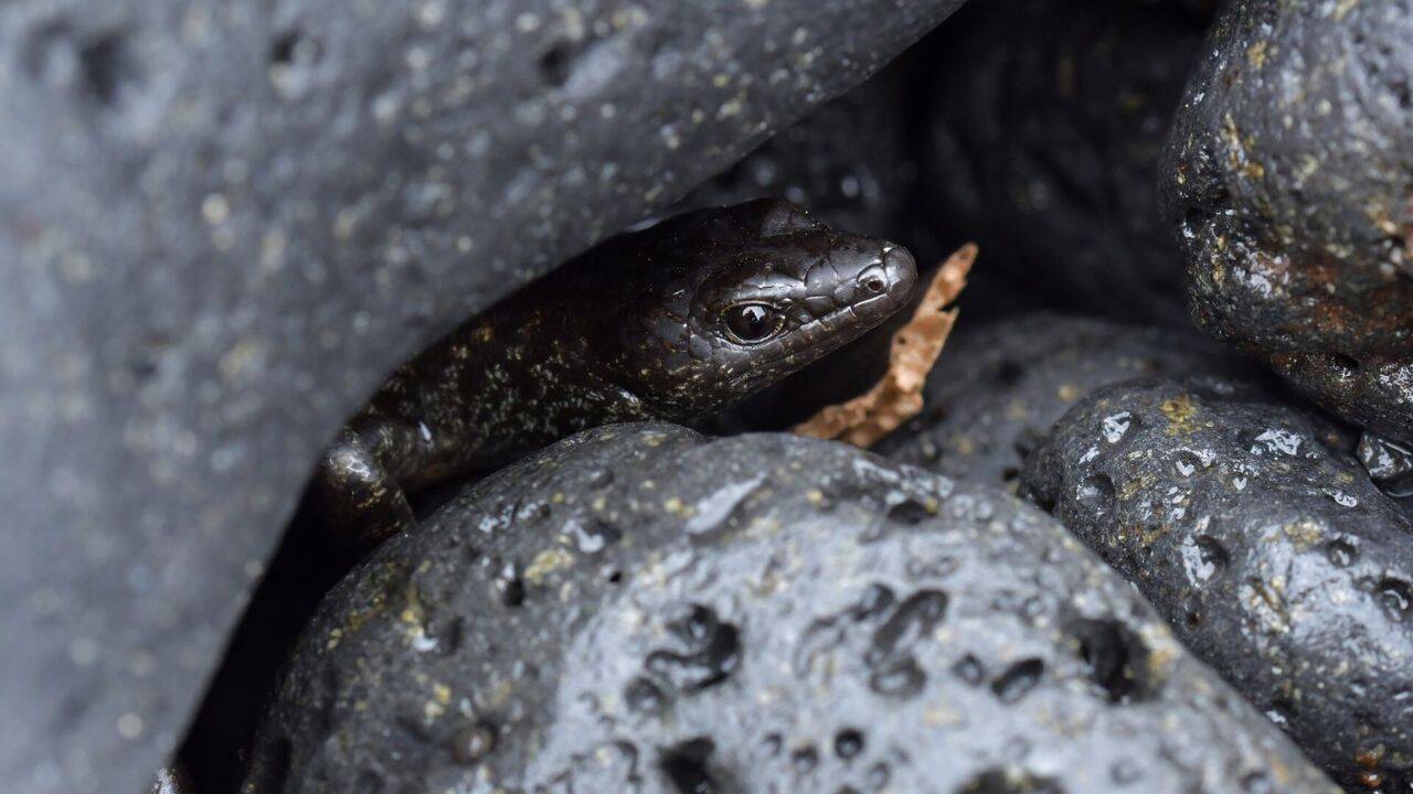 What did the 30 skinks reveal about genetic diversity on Korapuki Island