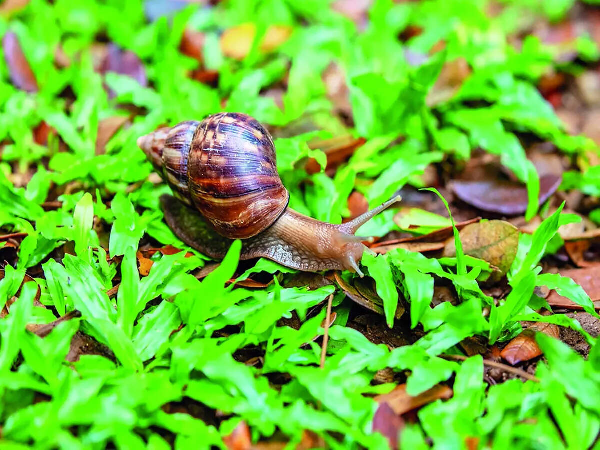 Invasion of the giant snails