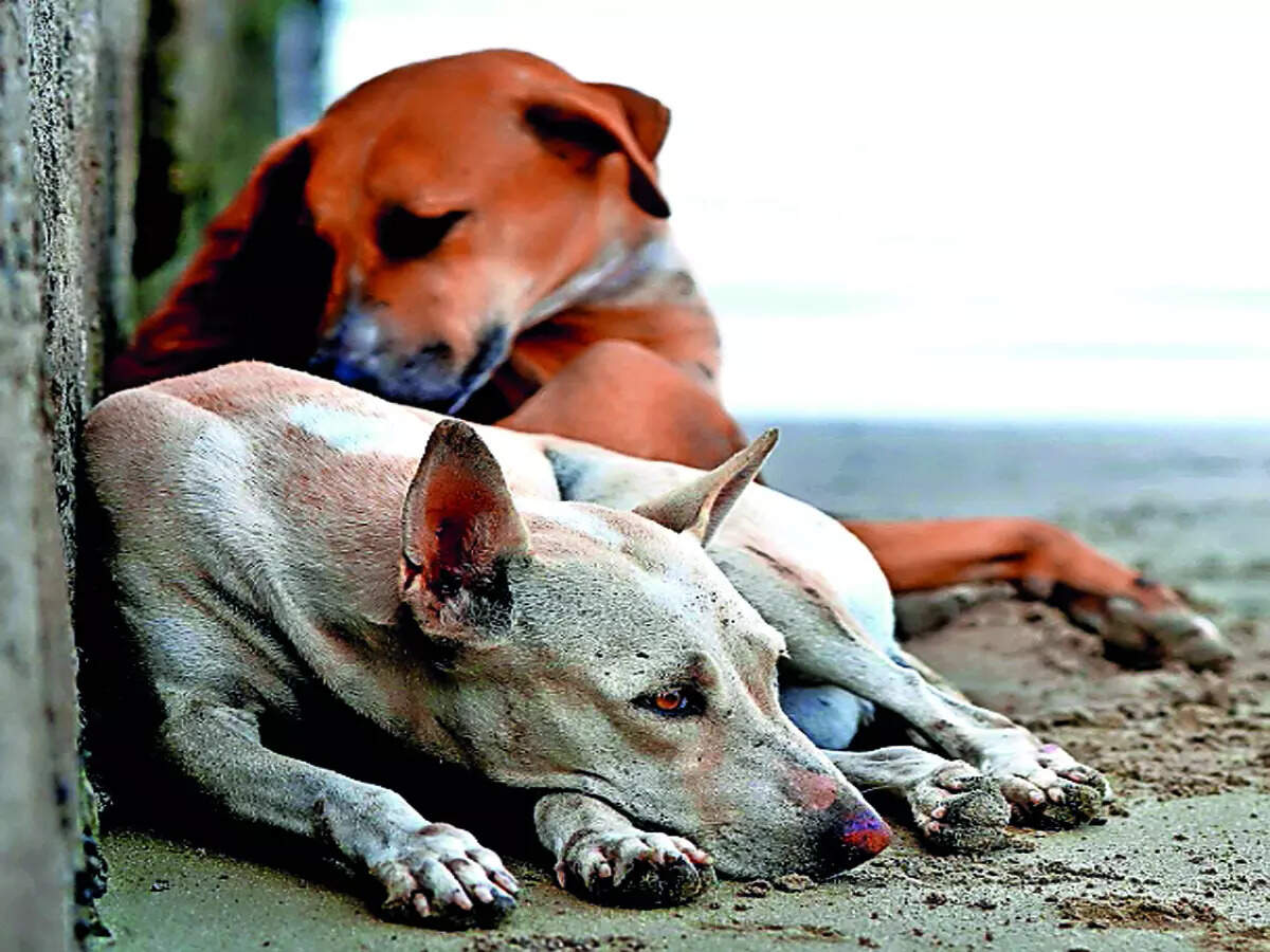 Dog SOP draws fire from animal lovers