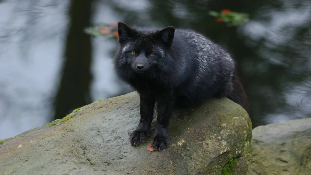 A silver fox (Vulpes vulpes)<br>