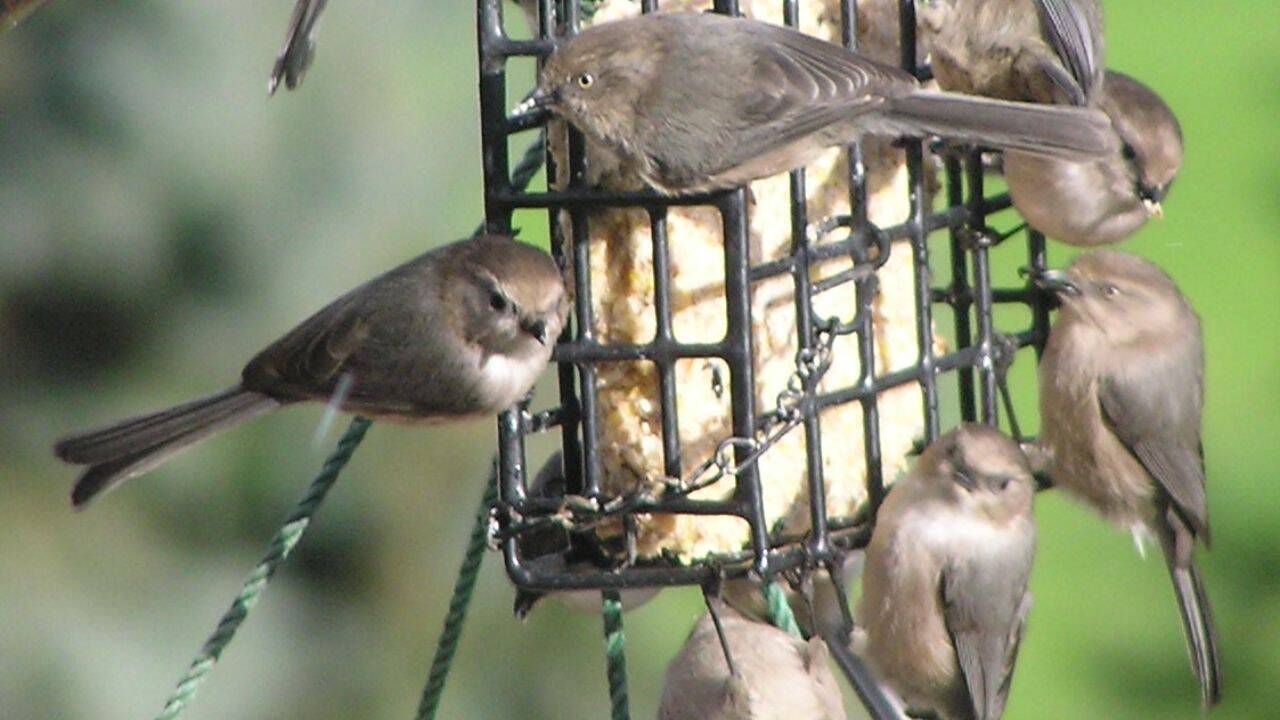 How are food and water stations spreading deadly bird diseases