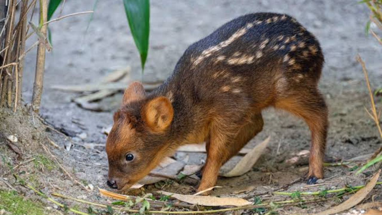 Pudus are also known for being elusive.