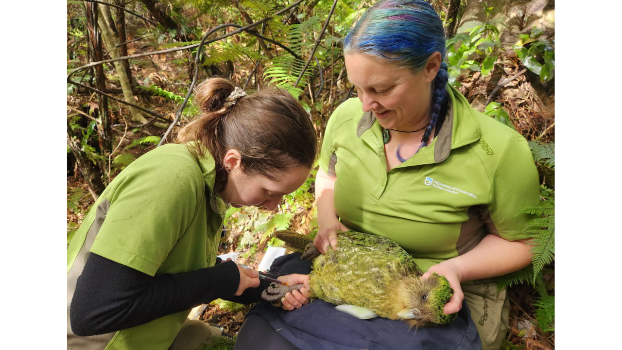 From 51 birds to 325 after decades of conservation<br>