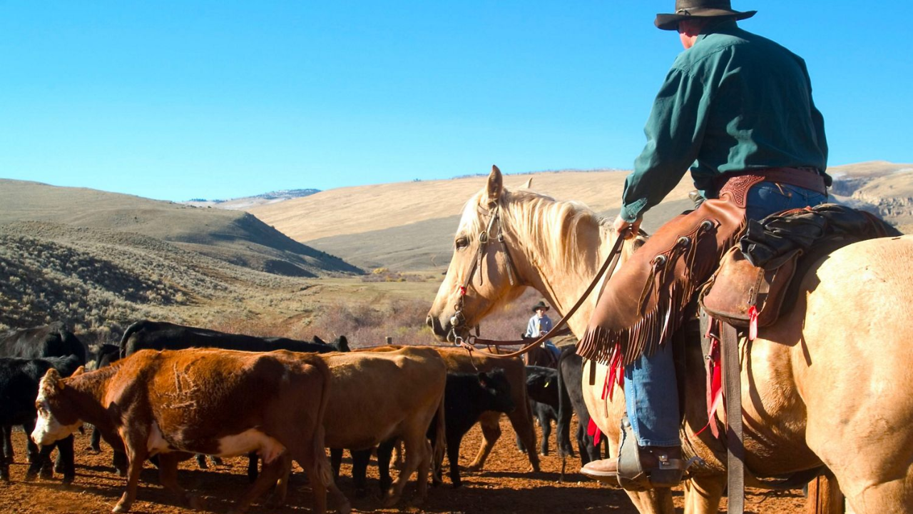 Cattle at Red Canyon Ranch (Image: Chuck Diggins)
