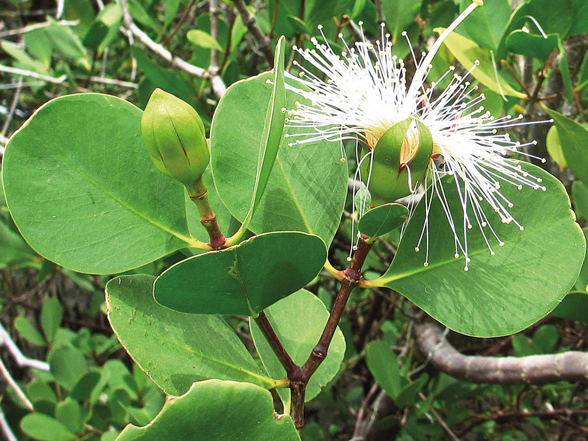 State Tree Of Maharashtra In Marathi