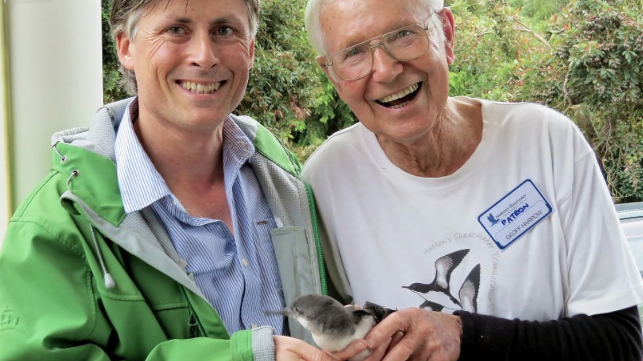 How a dead seabird revealed the Hutton’s shearwater colony to Harrow<br>
