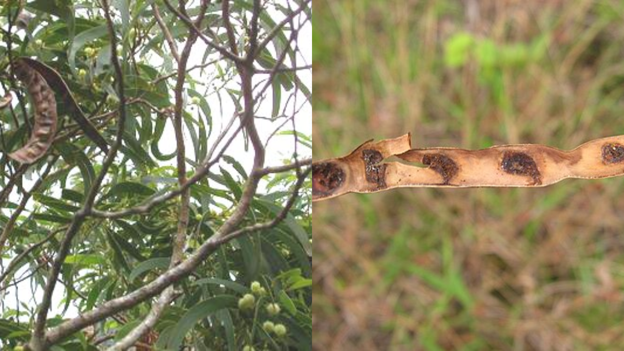 Upper branches of a koa tree, showing the bark, sickle-shaped phyllodes, greenish rounded flower heads, and seedpods (Image: Wikipedia)