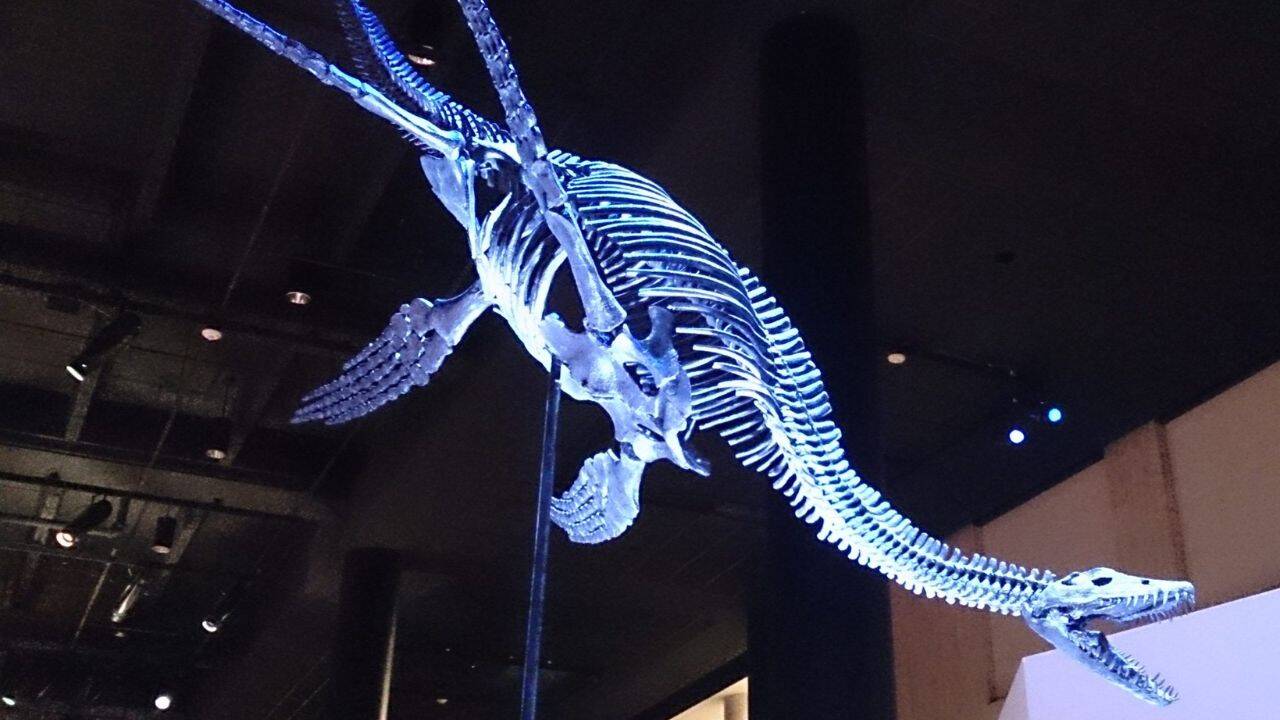 Jurassic marine reptiles came to vomit near shore<br>